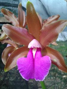 Cattleya bicolor