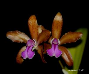 Cattleya bicolor