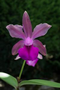 Cattleya bicolor