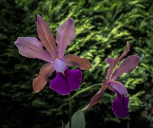 Cattleya bicolor