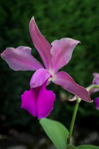 Cattleya bicolor