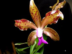 Cattleya bicolor