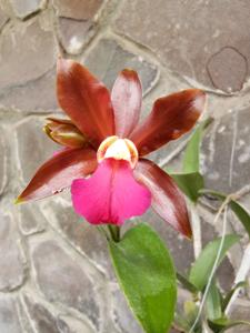 Cattleya bicolor