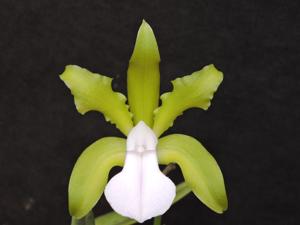 Cattleya bicolor