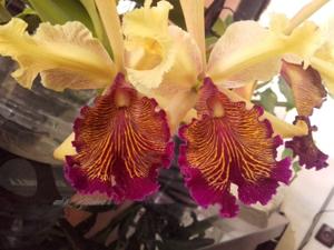 Cattleya dowiana