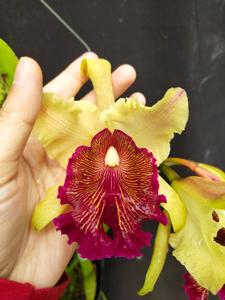 Cattleya dowiana