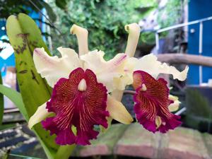 Cattleya dowiana