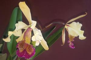 Cattleya dowiana