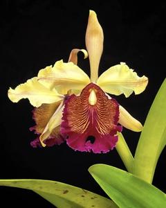 Cattleya dowiana