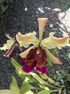 Cattleya dowiana