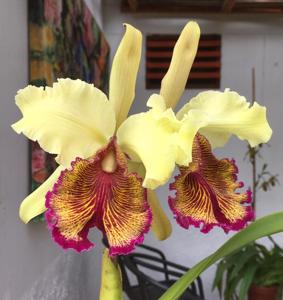 Cattleya dowiana