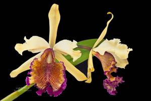 Cattleya dowiana var. aurea