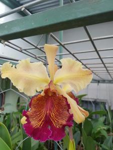 Cattleya dowiana var. aurea