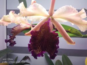 Cattleya dowiana