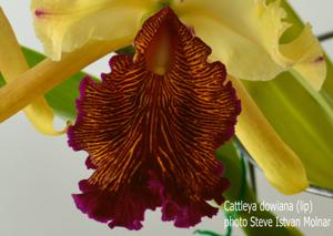 Cattleya dowiana var. aurea