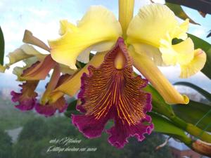 Cattleya dowiana