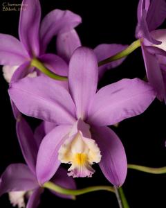 Cattleya harrisoniana