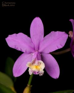 Cattleya harrisoniana