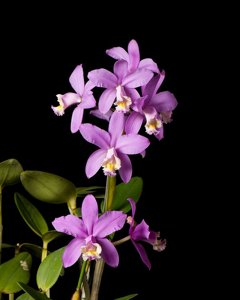 Cattleya harrisoniana