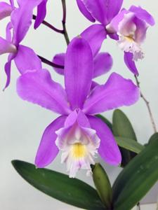 Cattleya harrisoniana