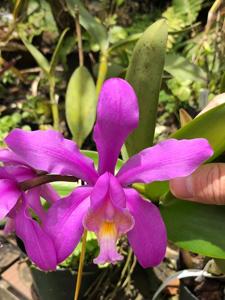 Cattleya harrisoniana