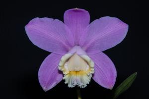 Cattleya harrisoniana