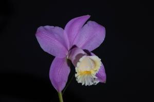 Cattleya harrisoniana