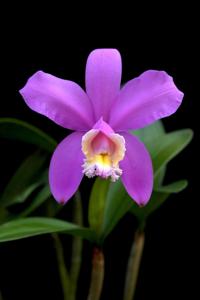 Cattleya harrisoniana