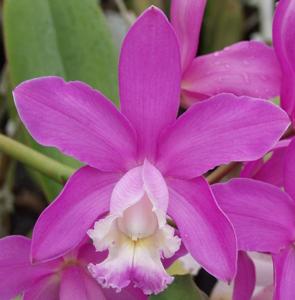 Cattleya harrisoniana