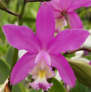 Cattleya harrisoniana