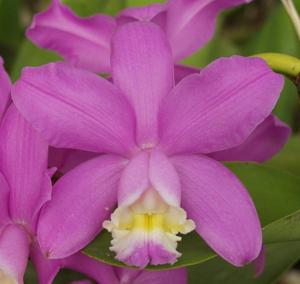 Cattleya harrisoniana