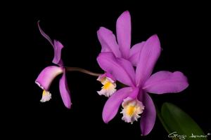 Cattleya harrisoniana