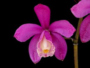 Cattleya harrisoniana