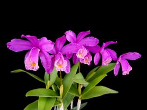 Cattleya harrisoniana