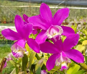 Cattleya harrisoniana