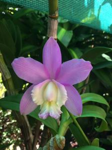 Cattleya harrisoniana