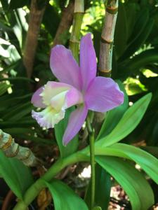 Cattleya harrisoniana