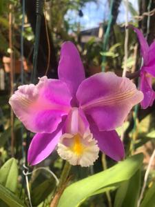 Cattleya harrisoniana