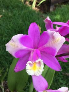 Cattleya harrisoniana