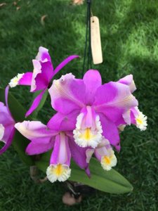 Cattleya harrisoniana