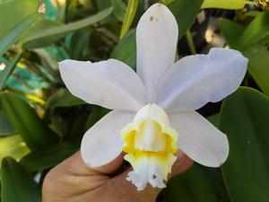 Cattleya harrisoniana