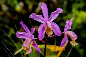 Cattleya harrisoniana