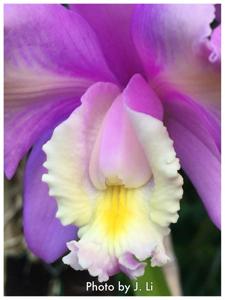 Cattleya harrisoniana