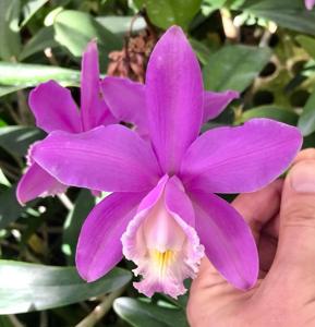 Cattleya harrisoniana