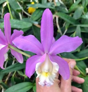 Cattleya harrisoniana