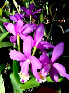 Cattleya harrisoniana