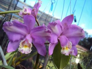 Cattleya harrisoniana