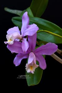 Cattleya harrisoniana