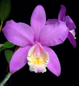 Cattleya harrisoniana