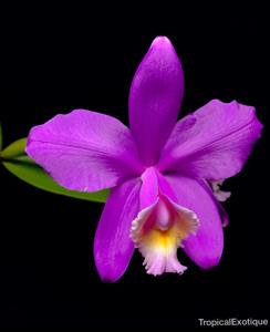 Cattleya harrisoniana